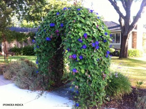 Ipomoea indica - on arch